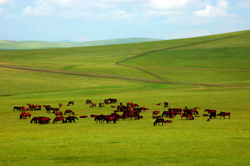 Hulunbeir Grassland